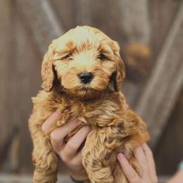 Blue - Red  male Goldendoodle puppy in Mohnton, Pennsylvania from Stony Meadow Puppies