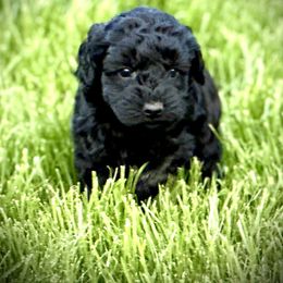 Australian Labradoodle Puppies from Tiny Treasures Australian Labradoodles
