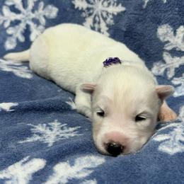 AKC- Opal - White female Siberian Husky puppy in Centreville, Maryland from Huskies By the Bay