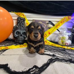 Dirt Rhodes Jason - Wild boar male Dachshund puppy in Wyoming, Rhode Island from Paws Laws k9