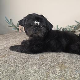 Ben AKC Exceptional Pedigree - Black white and silver male Shih Tzu puppy in Kings Mountain, North Carolina from Britany's Shih Tzus