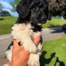 Oaken - Parti female Poodle puppy in Washington, Pennsylvania from Patriotic Poodles