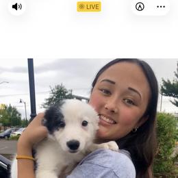 Border Collie Puppies from Cahill’s Canines