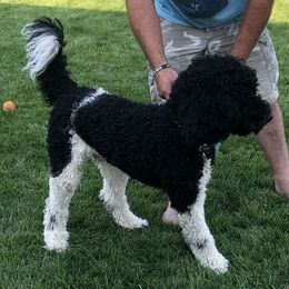 Aussiedoodles and Australian Shepherds from Columbia Basin Aussiedoodles