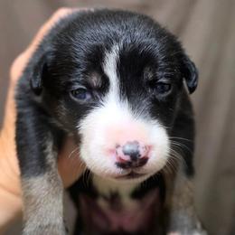 Puppy 3 -Female - Tri-color female Border Collie puppy in Danielsville, Georgia from MABorderCollies