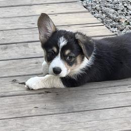 Pembroke Welsh Corgi Puppies from Newlands Insane Danes and Corgis
