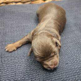 James Dean - Red tri male Miniature Australian Shepherd puppy in Paris, Texas from Blue Envy Mini Aussies