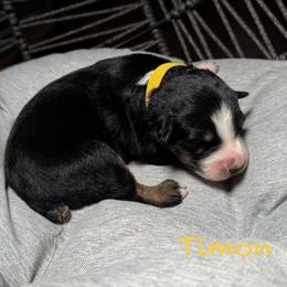 Timon - Black tri-color male Australian Shepherd puppy in Blythewood, South Carolina from One Tribe Aussies