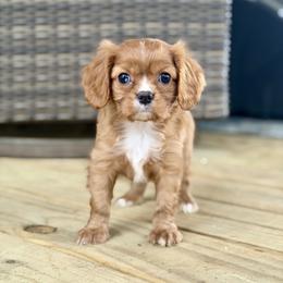 April - Ruby female Cavalier King Charles Spaniel puppy in Nashville, Arkansas from Rocky Road Puppies