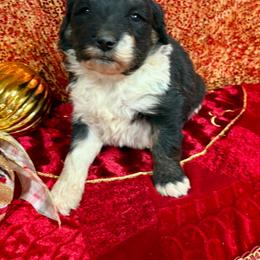 Millie - Black and white female Aussiedoodle puppy in Marshall, Arkansas from Buffalo River Puppies