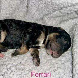 Ferrari - Phantom female Bernedoodle puppy in Ankeny, Iowa from Bernedoodlesbest