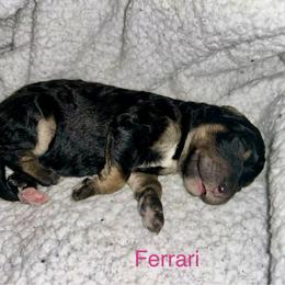 Ferrari - Phantom female Bernedoodle puppy in Ankeny, Iowa from Bernedoodlesbest