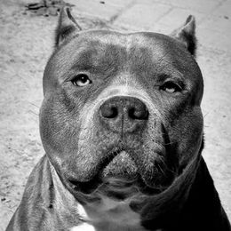 Audemars - American Bully
