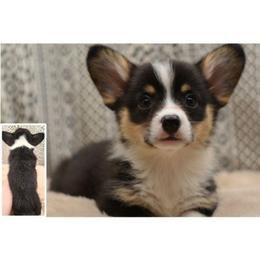 Piglet - 100 Acre Woods - Black and white male American Corgi puppy in Lithia, Florida from Diamondcrest Inc