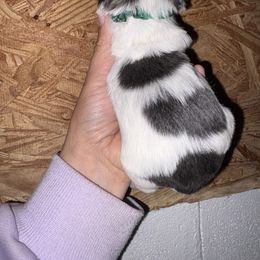 Green Collar - Blue and white male Shih Tzu puppy in Eunice, Louisiana from 4J's Cajun Kennels