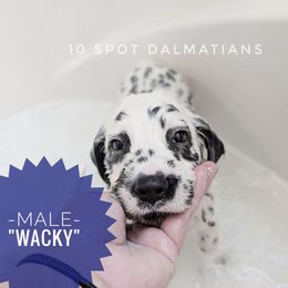 Wacky- blue - White and black male Dalmatian puppy in Hiawatha, Iowa from 10 Spot Dalmatians
