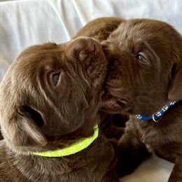 Trout - Chocolate Labrador Retriever puppy in Florida from Deep South Labrador Retrievers LLC