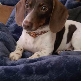 Fiona - Dachshund