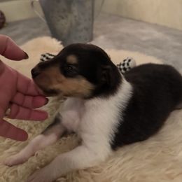 Boy 3 - Black white and tan male Collie puppy in Allendale, Michigan from River-Valley Collies