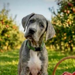Koko - Blue brindle female Great Dane puppy in Altoona, Alabama from Sovereignty Woods Great Danes