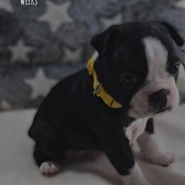 Kona - Black and white female Boston Terrier puppy in Clinton Township, Michigan from Greenberg's Boston Terriers & Bullies of Metro Detroit