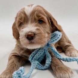 Legend - Apricot male Goldendoodle puppy in Hollister, Missouri from Wild Acres Goldendoodles