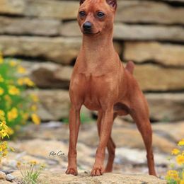 Miniature Pinscher All Grown Up from Shadowmist Miniature Pinschers