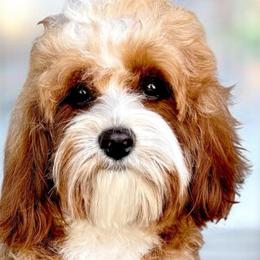 Charlotte - Cavapoo