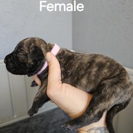 Perro de Presa Canario Puppies from PaPaws Gotta Love It Kennels