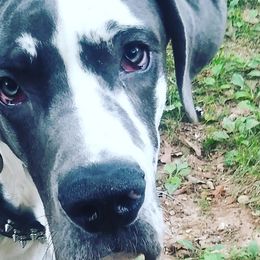 Siberian Huskies from Loupin's Kennel