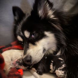 Hope - Pomsky