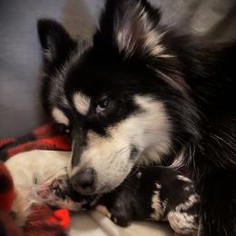 Hope - Pomsky
