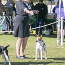 Rat Terrier All Grown Up from Battle Born Terriers