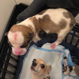 Milo - Sable spotted white male Chihuahua puppy in Camden, New Jersey from Maldonado Pet Life Breeder LLC.