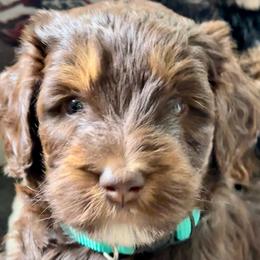 POL Gaurdian Home - Tri-color female Bernedoodle puppy in Henrico, Virginia from Paws 4 Doodles, LLC