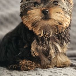Yorkshire Terriers from Davila's Yorkies
