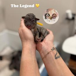The Legend - Merle male Bernedoodle puppy in Benton, Arkansas from Cozy Creek Doodles