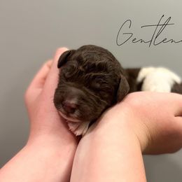 Assorted Doodle Crosses and Newfoundland Puppies from Bluegrass Newfypoos