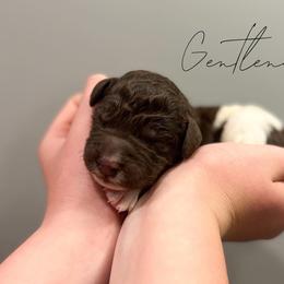 Assorted Doodle Crosses and Newfoundland Puppies from Bluegrass Newfypoos