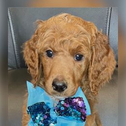 Jack - Red  Poodle puppy in Oceanside, New York from Anastasia STANDARD Poodles three four seven seven five four two three four five