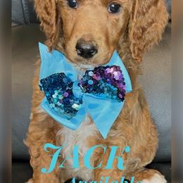 Jack - Red  Poodle puppy in Oceanside, New York from Anastasia STANDARD Poodles three four seven seven five four two three four five