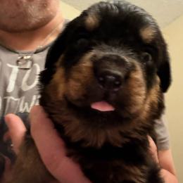 Blue boy - Black and mahogany male Rottweiler puppy in Colorado Springs, Colorado from Von Locher Rotties