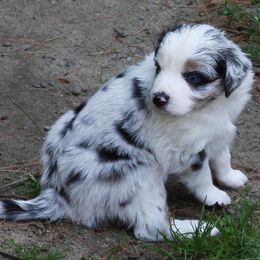 Jackson - Blue merle male Miniature Australian Shepherd puppy in Taunton, Massachusetts from Checkered Flag Champions Mini Aussies