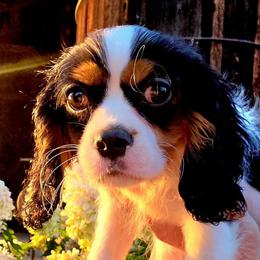 Montauk aka Monty - Tri-color male Cavalier King Charles Spaniel puppy in Watsontown, Pennsylvania from Huntsman Cavaliers