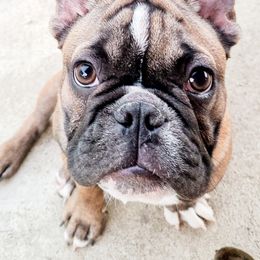 French Bulldogs from DaVille Frenchies