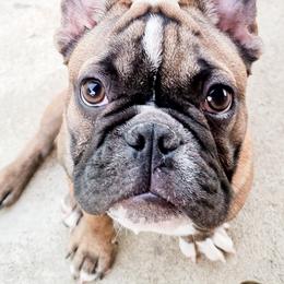 French Bulldogs from DaVille Frenchies