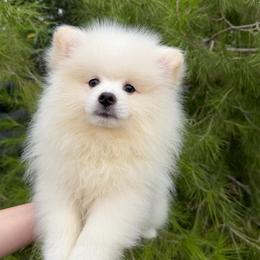 Mbappe - Cream male Pomeranian puppy in Los Angeles, Santa Clarita, California from LT_Poms
