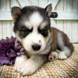 Jay - Sable and white male Siberian Husky puppy in Union Grove, Alabama from Southern Siberian Life