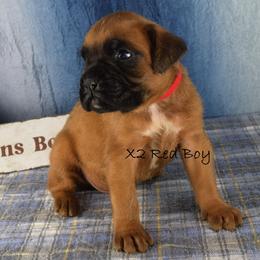 RESERVED - Red Collar Boy - Fawn male Boxer puppy in Clinton, Iowa from Cadogans Boxers