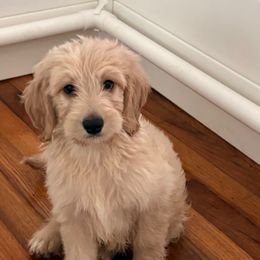 Charlie - Cream male Goldendoodle puppy in Pensacola, Florida from Goldendoodles Love You in Pensacola Friend Edition